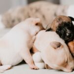 4 WAYS TO CARE FOR NEWBORN PUPPIES