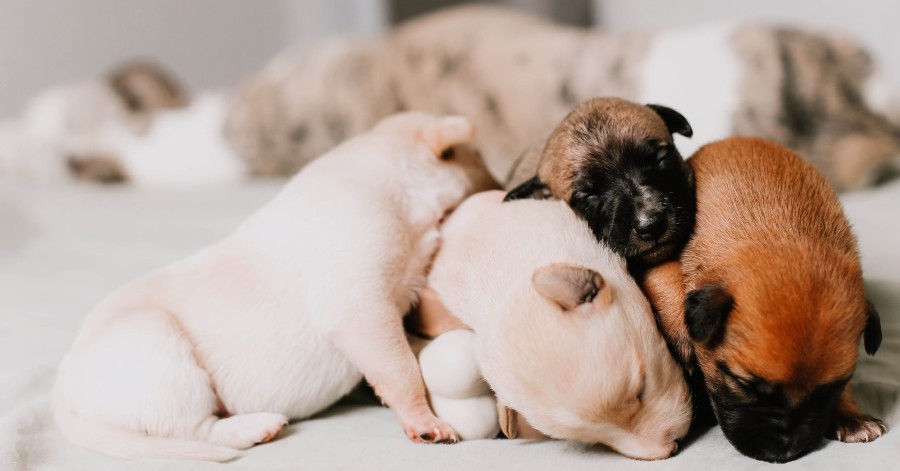 4 WAYS TO CARE FOR NEWBORN PUPPIES
